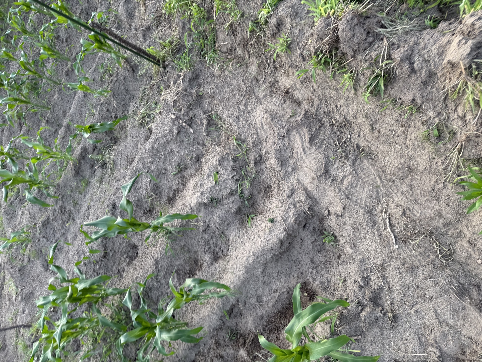 Field research photo 15