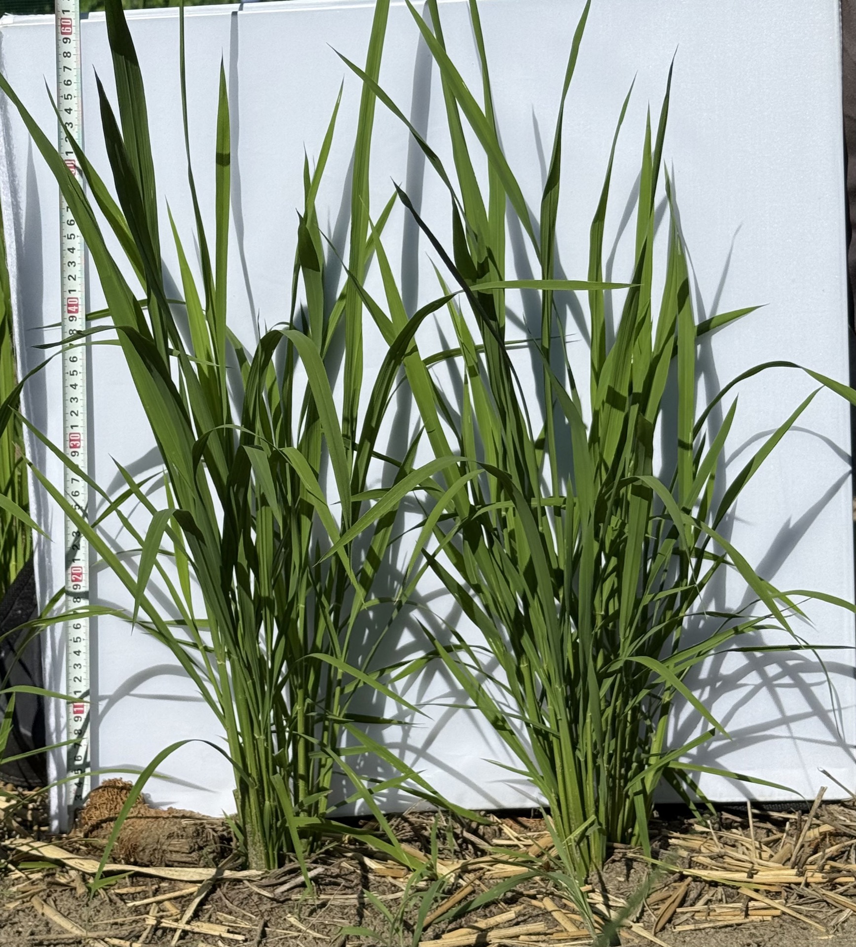 Field research photo 40