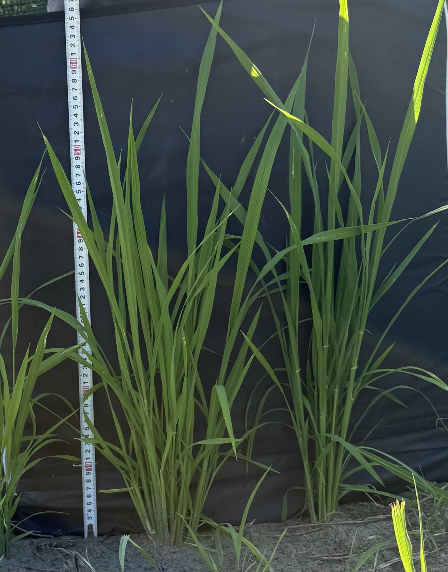 Field research photo 42