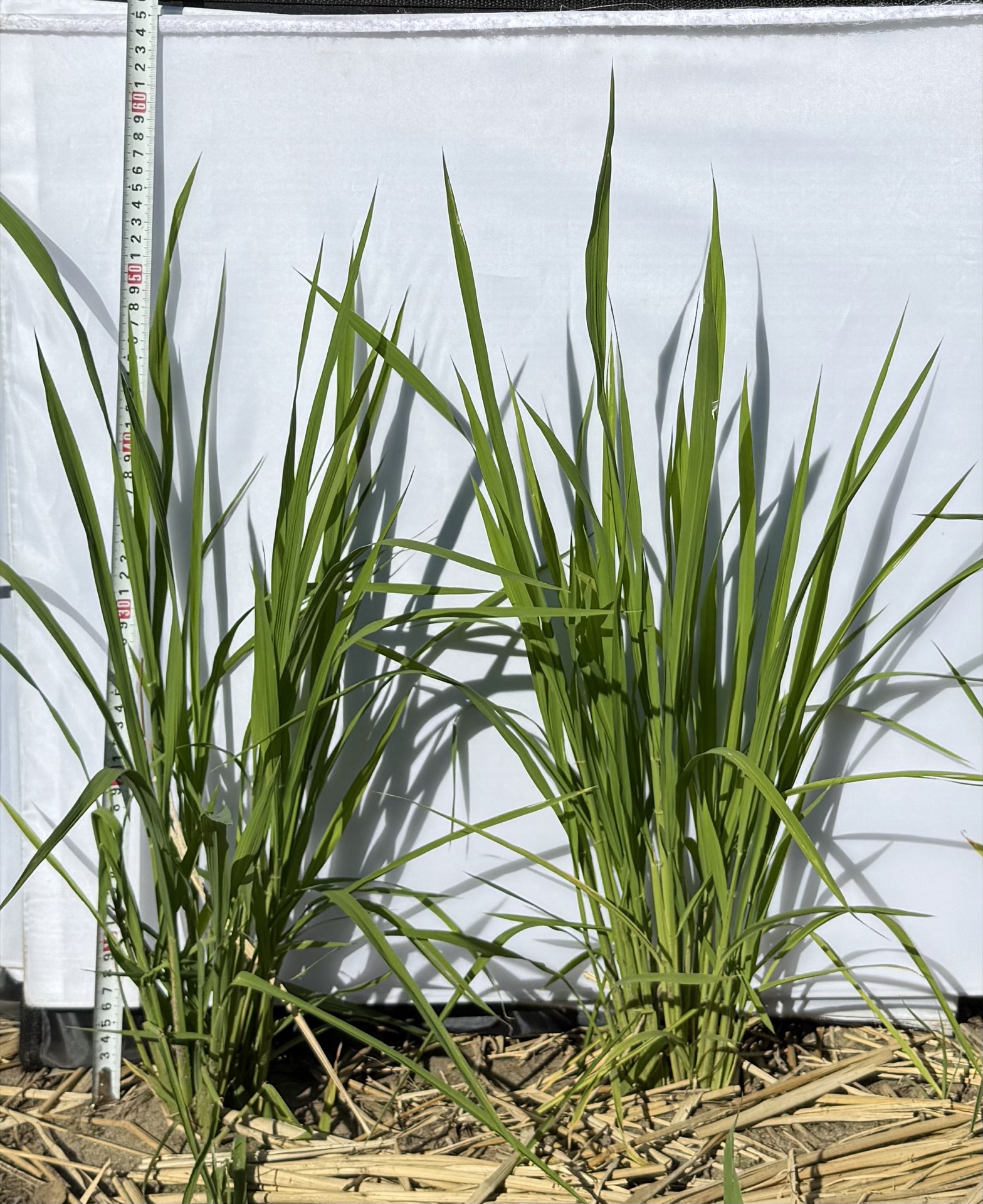 Field research photo 43