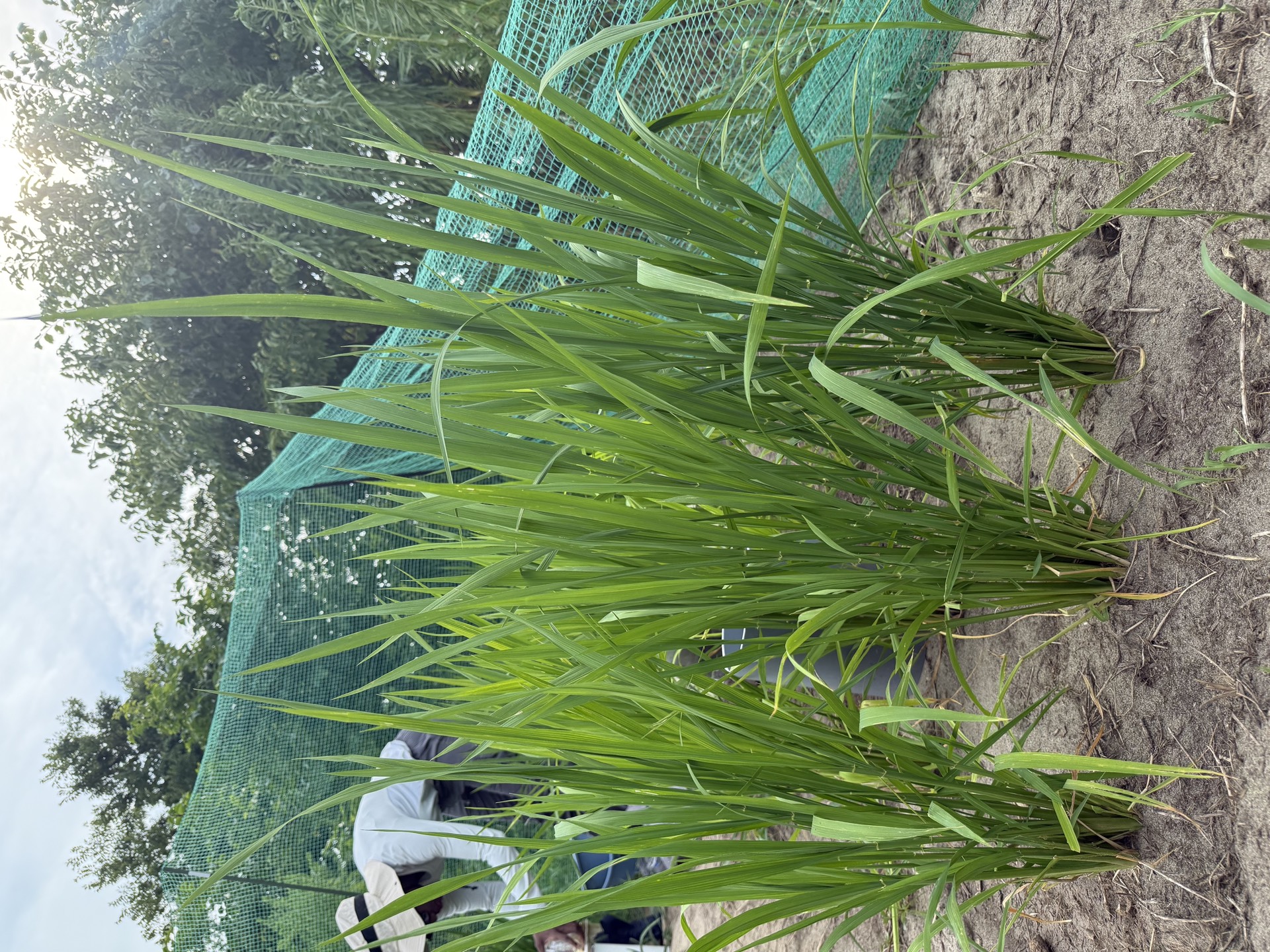 Field research photo 55