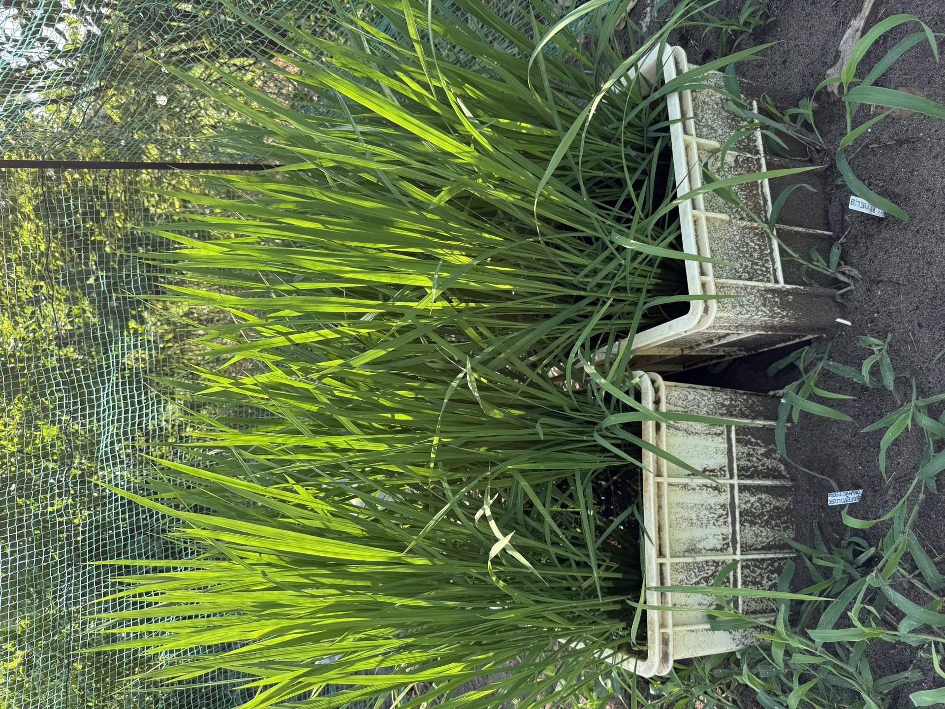 Field research photo 56