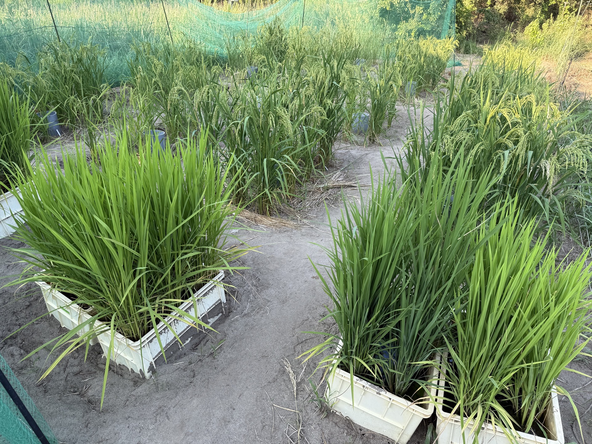 Field research photo 67